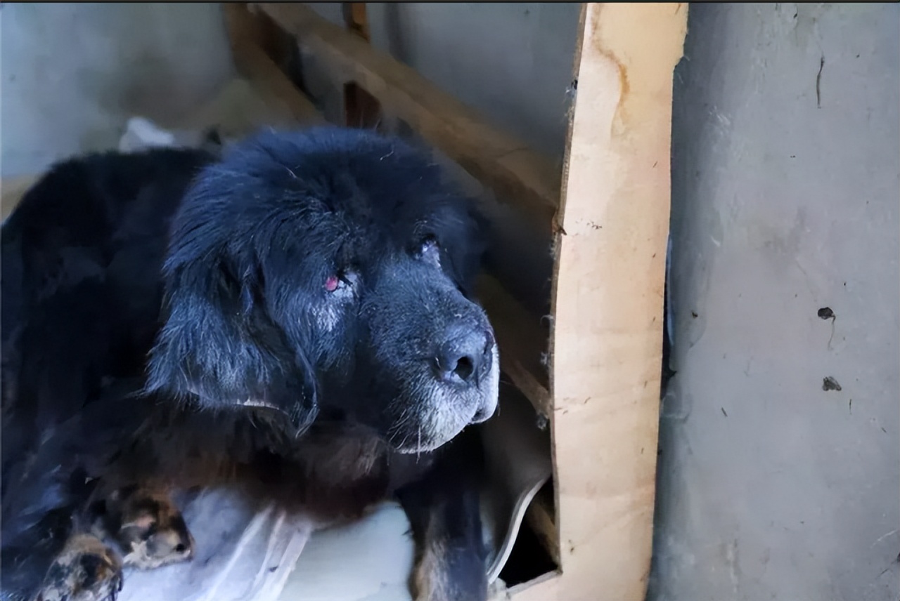 03無家可歸的藏獒遊蕩街頭,一代狗王再也不是昔日兇猛孤傲的神犬