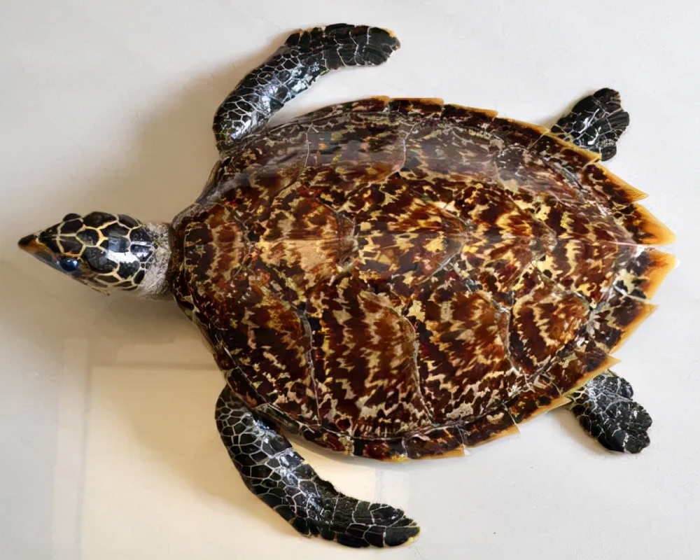 玳瑁海龟价格玳瑁