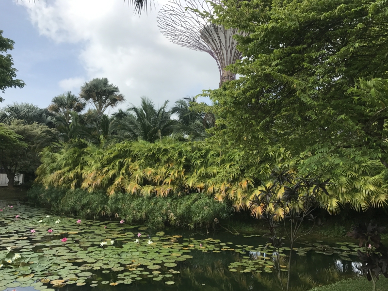 新加坡国立大学法律硕士专业