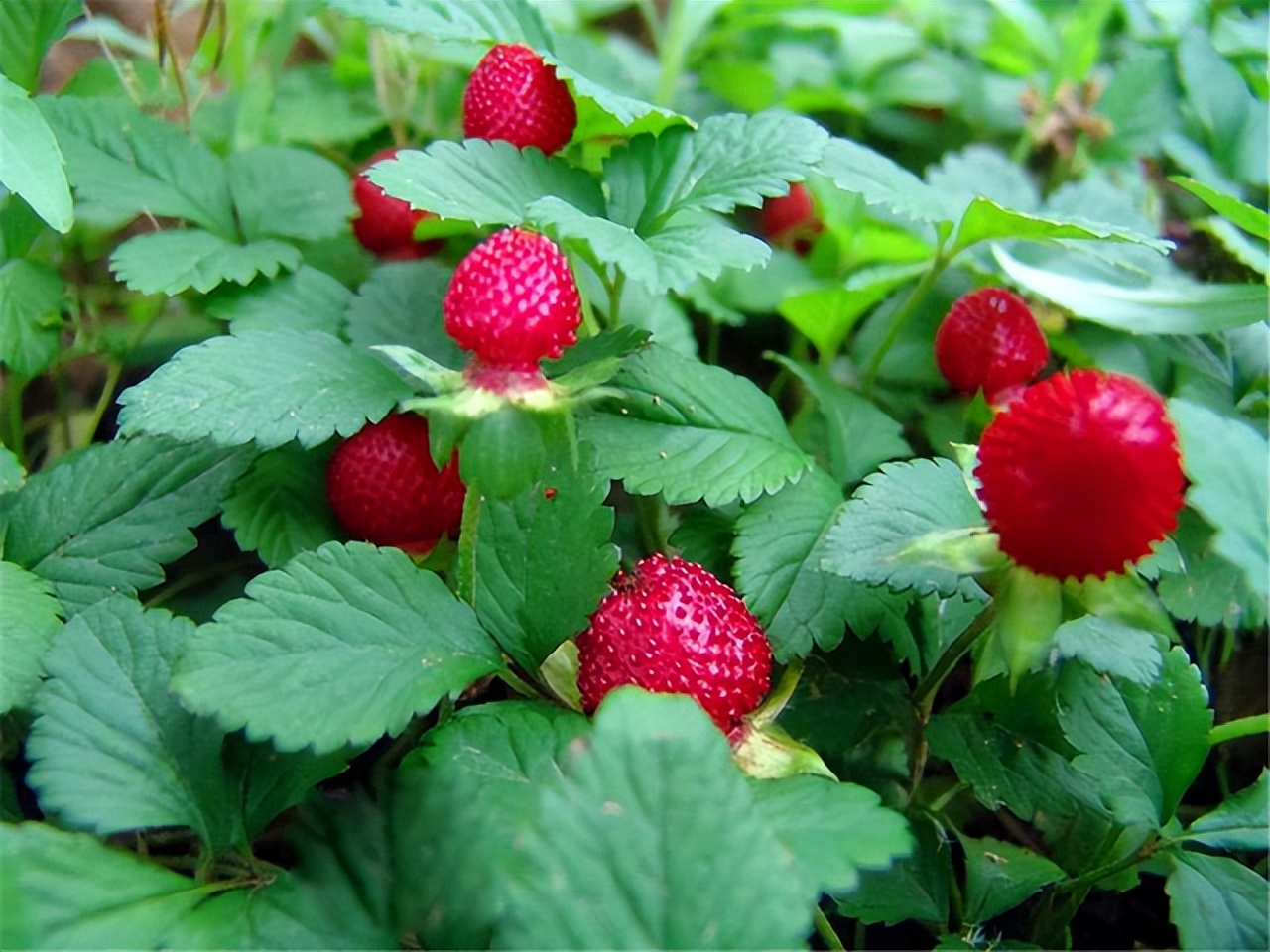 乡下娃爱吃6种"美味野果",夏天成熟了,城里孩子:见都没见过