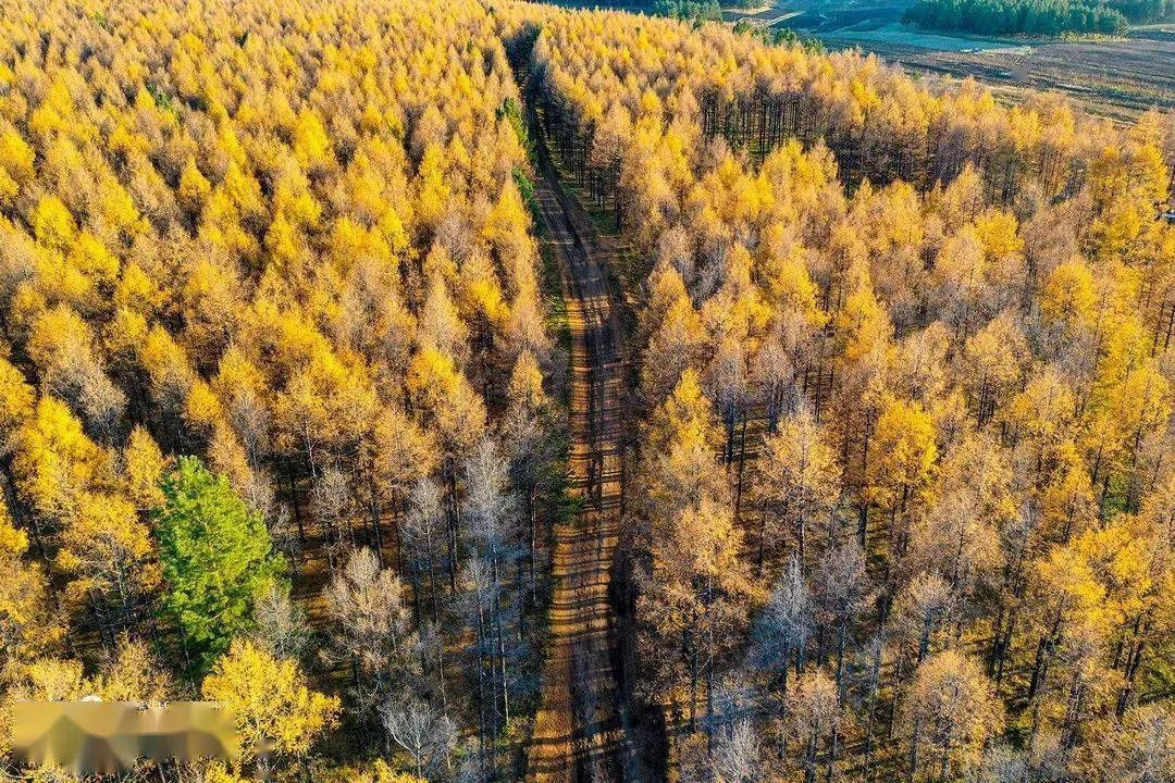 中国值得去的10大森林景点，自然风光爱好者打卡地，你去过几个？