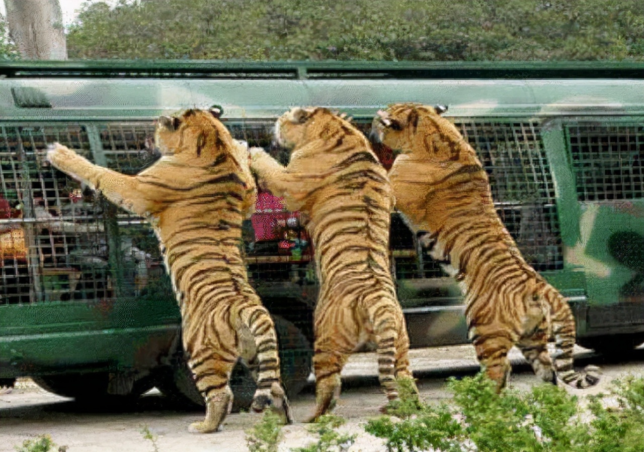 2016年八达岭老虎咬人案：母亲虎口救女儿身亡，女儿因毁容无工作