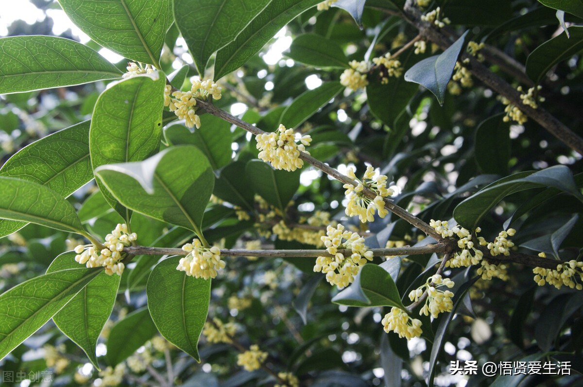 四季桂花图片,红桂花树图片