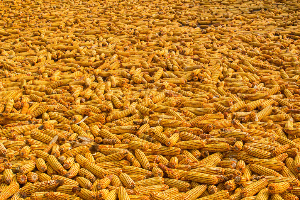 1月3日玉米“疯狂”涨价，东北中粮又有“大动作”？明天答案揭晓
