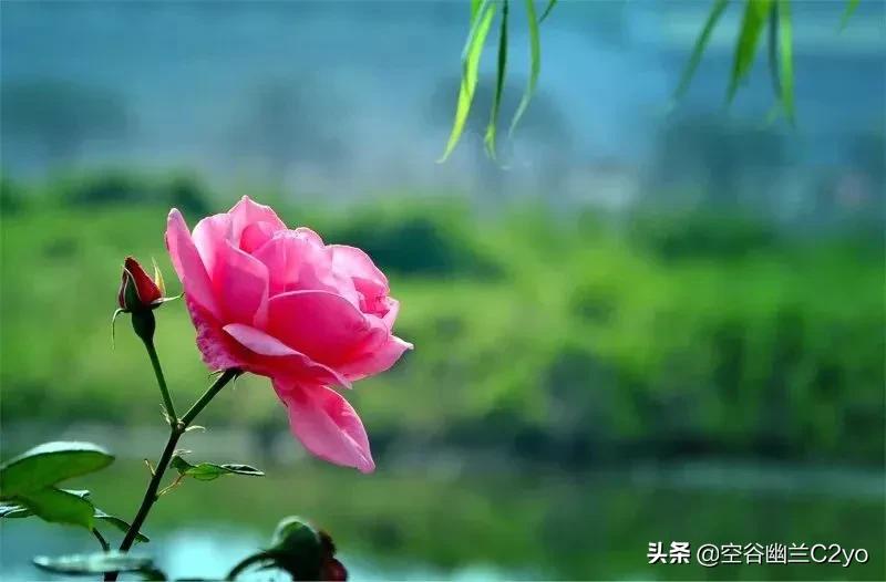 浅谈简书点赞和文章收益这一块