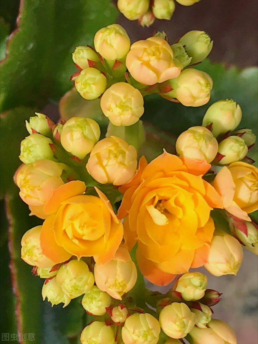 一花一思念，清明细雨花漫天，年年祭扫仙人墓，岁岁感念亲人情