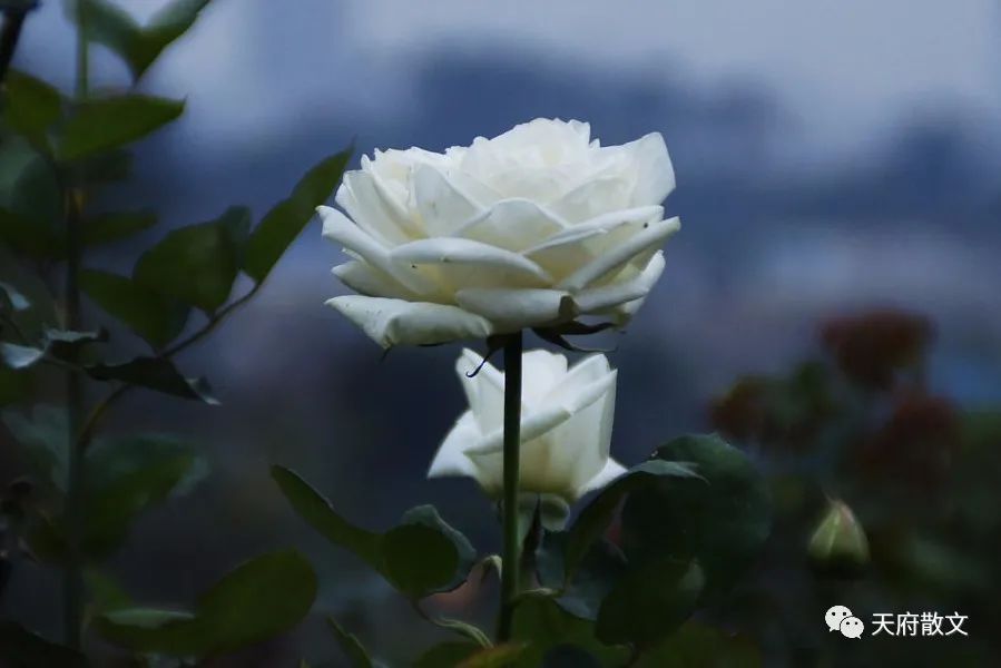 「天府散文」●王德明（黑龙江）||「白 玫 瑰」