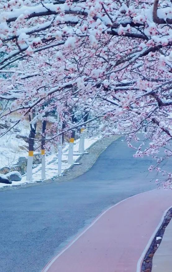 当春花遇上春雪，看京城别样的诗意与浪漫~