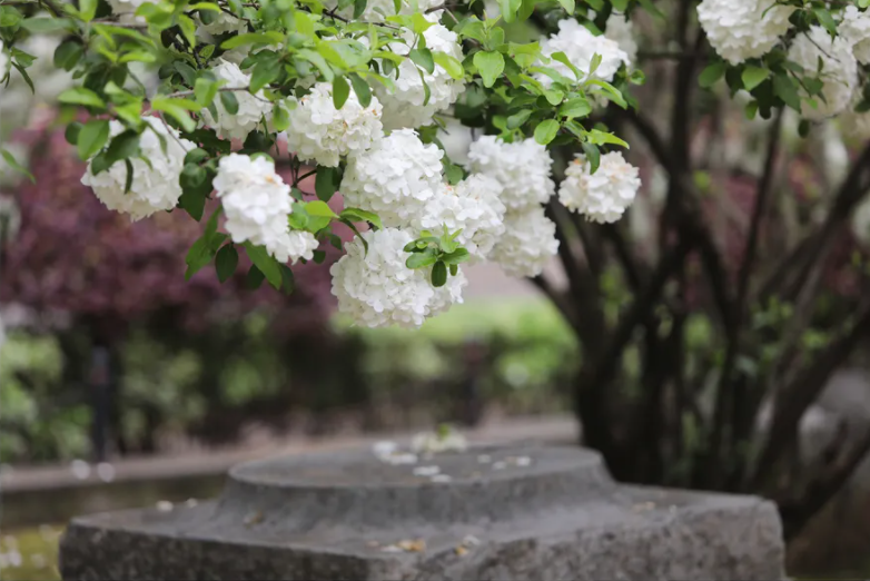 又是花开花落时，在古诗词里静赏花开花落，坐看云卷云舒