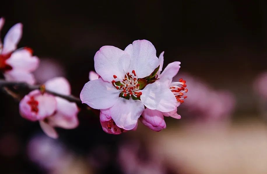 善用桃花,面若桃花