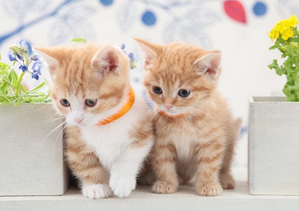 猫咪1岁=人7岁，原来是错的，这么多年都误会了