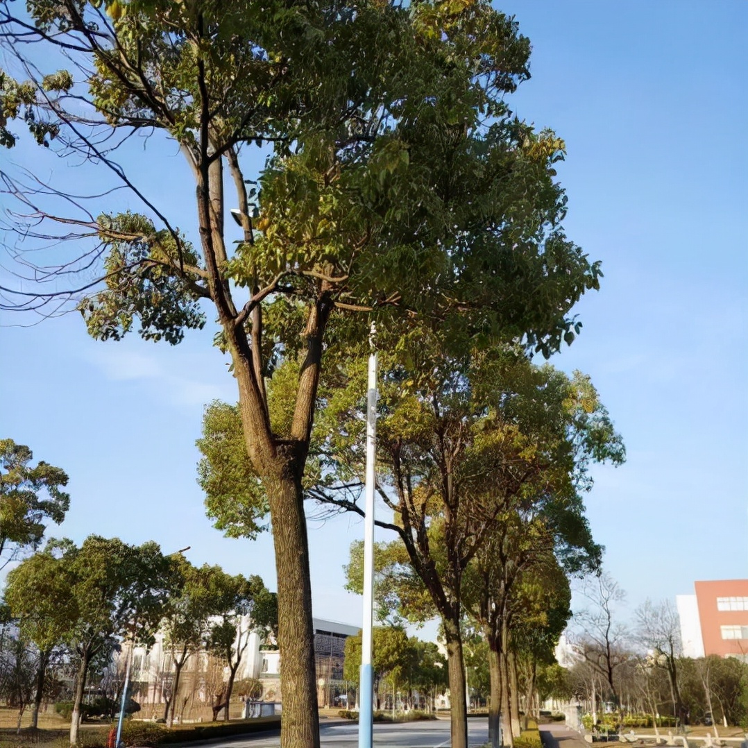 拥有70年历史！上海这所高校：种下最“特殊”的三棵树，价值连城！