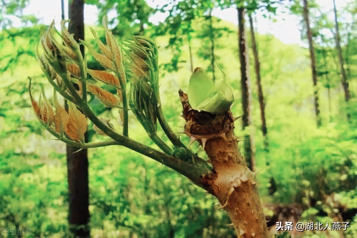 开春十大野菜图片（开春十大野菜图片高清）-第8张图片-科灵网