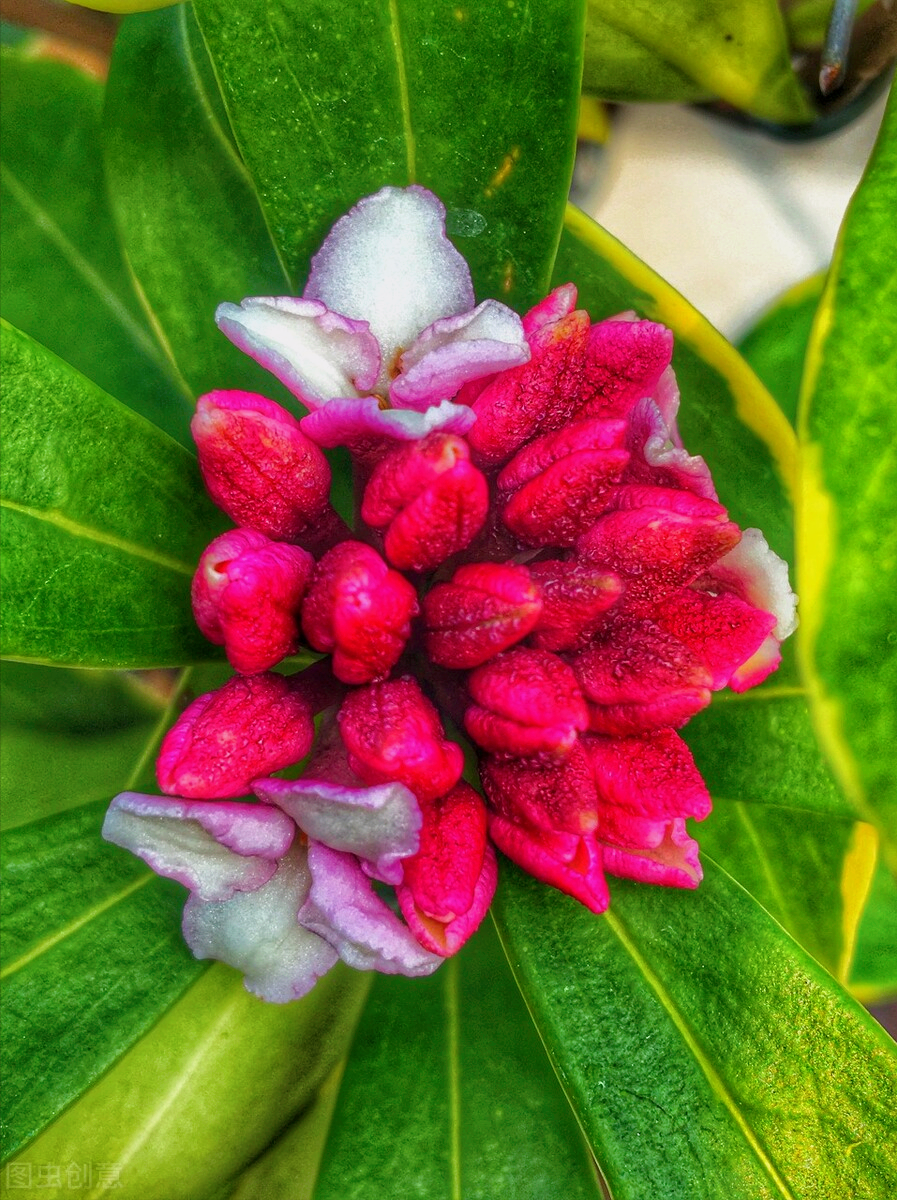 一花一叶最深情，万千春光花满园，花开惊艳时光，花香温柔岁月