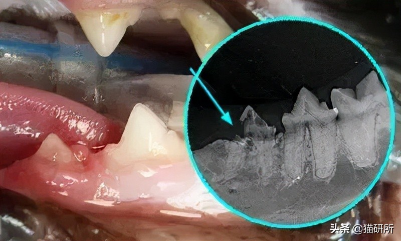 80%猫咪都有牙周炎？猫咪口臭就要警惕