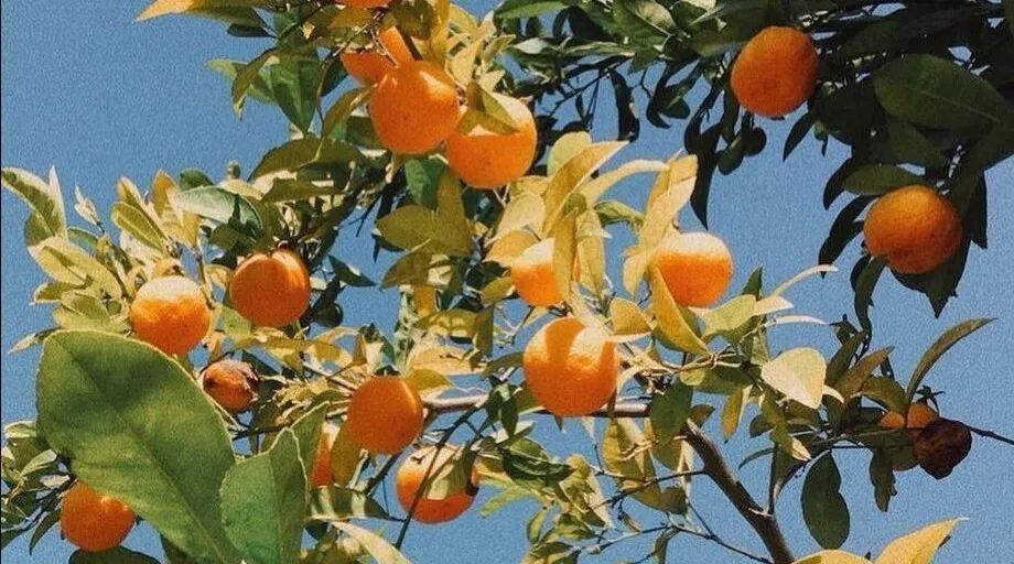 去追光，靠近光，成为光