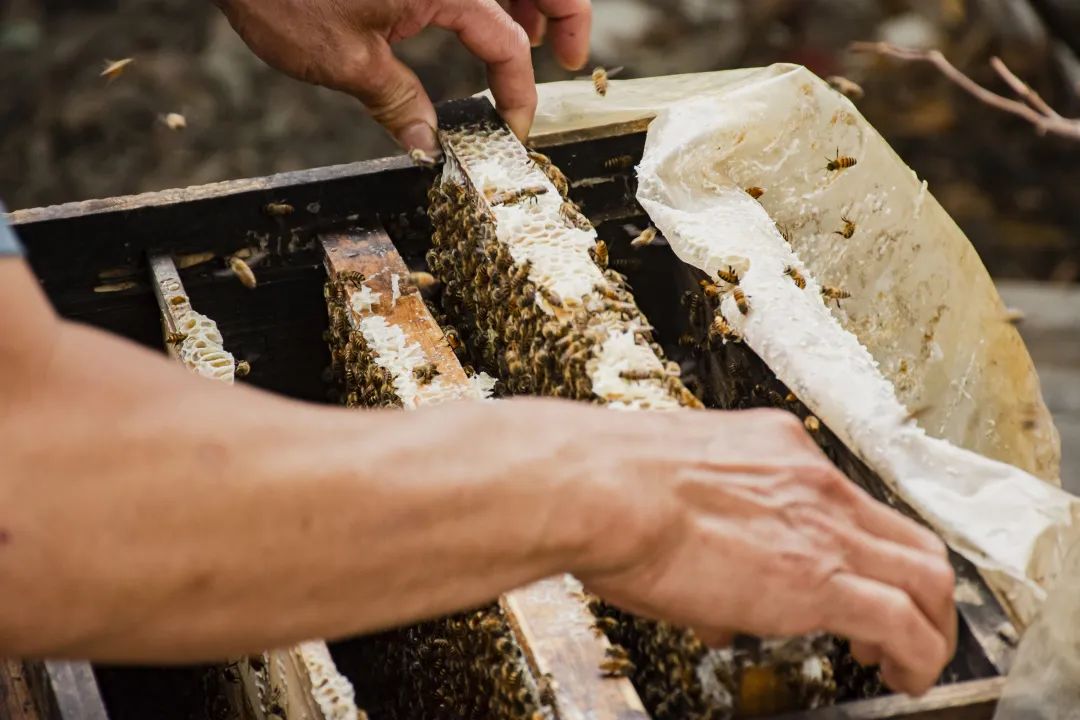 明天是世界蜜蜂日，为什么说它们是食物丰收的“幕后功臣”？