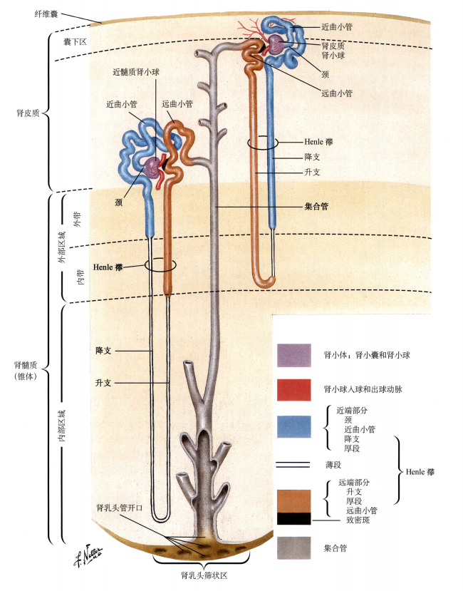 肾脏所在位置（浅话肾脏的解剖结构，了解你自己的身体）