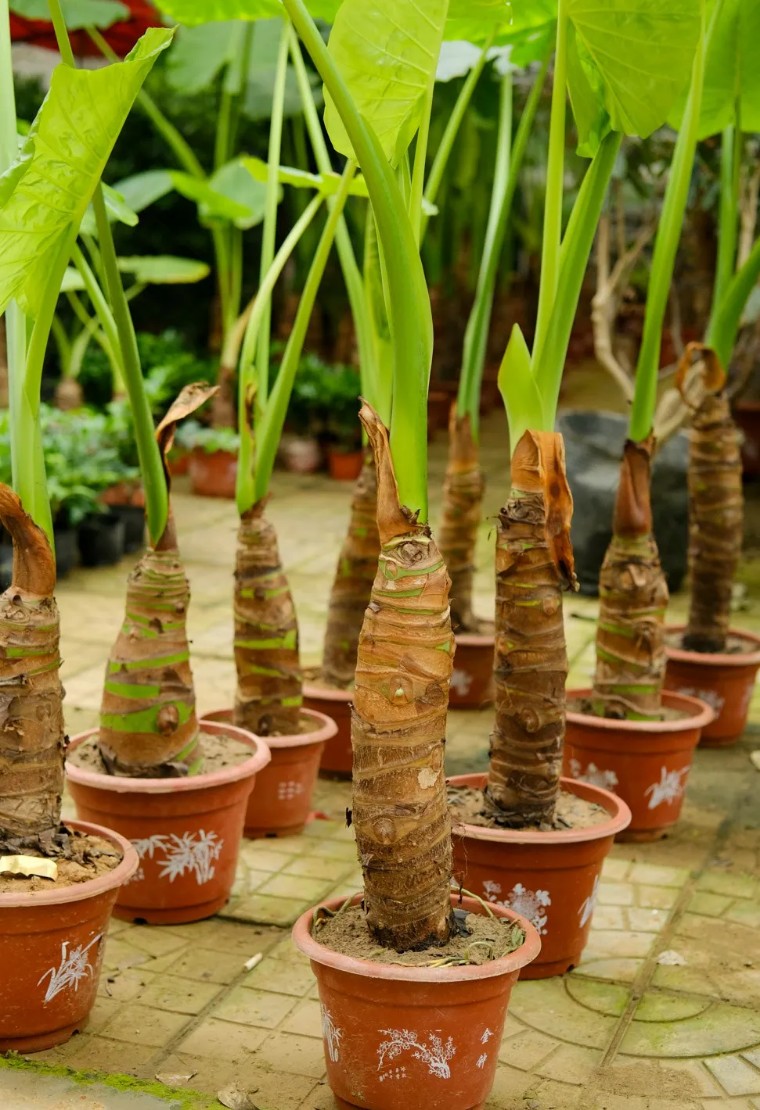 100种观叶植物 | no.13 滴水观音养护攻略