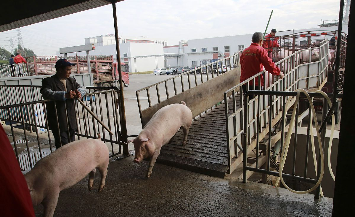 屠企今日收购生猪价,邢台地区今日收购生猪价格