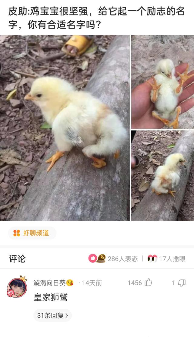 “没有买卖，就没有伤害！”让我以后怎么正视巧克力？哈哈哈