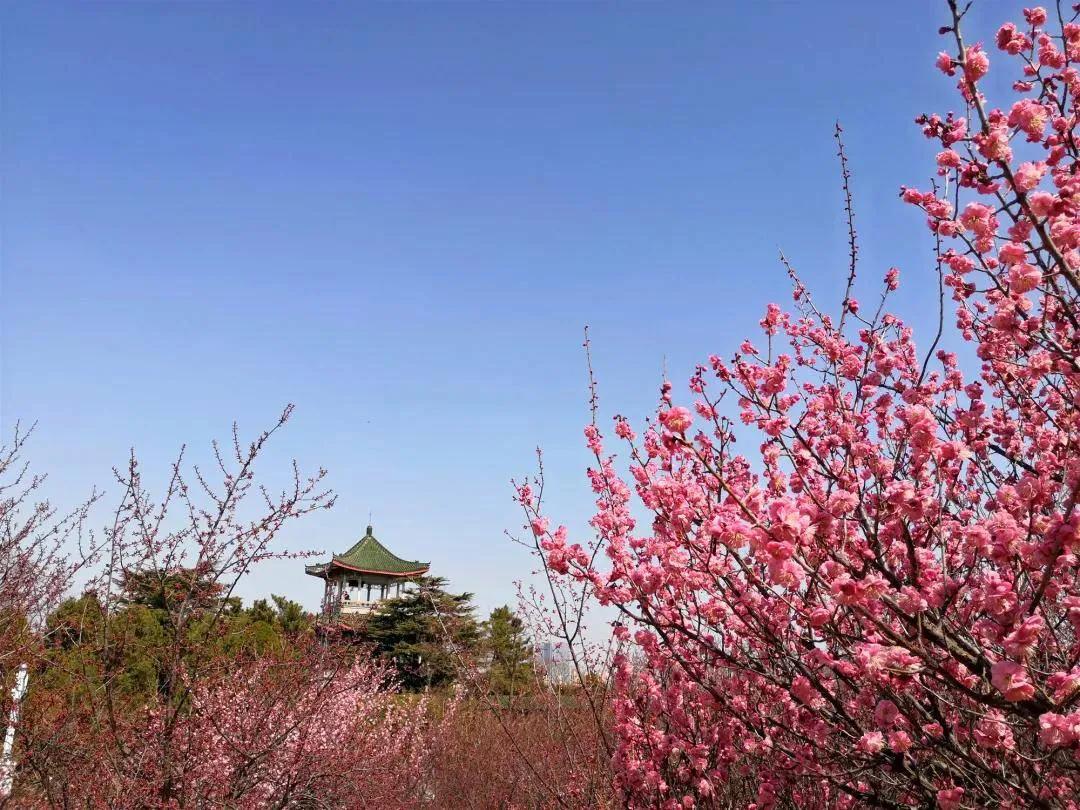 春天，去烟台蓬莱阁等十一大旅游景点会让你留恋往返，目不暇接