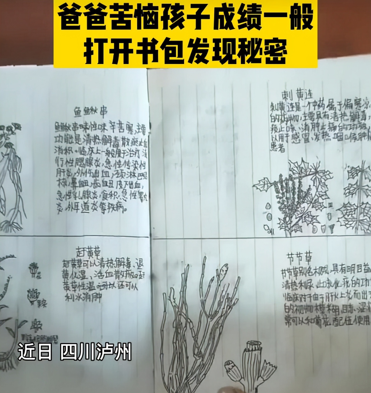 四川13岁初一学生手绘本草纲目走红，网友喊话家长：务必用心呵护