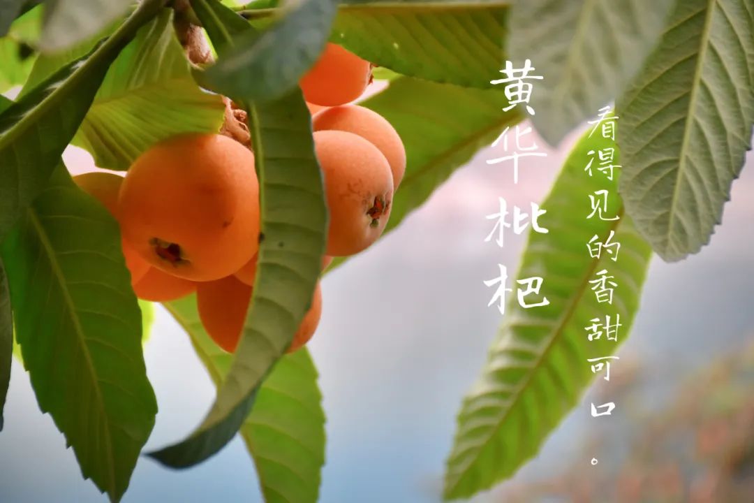 云南永善：金沙江畔黄华镇千亩枇杷林压弯枝头