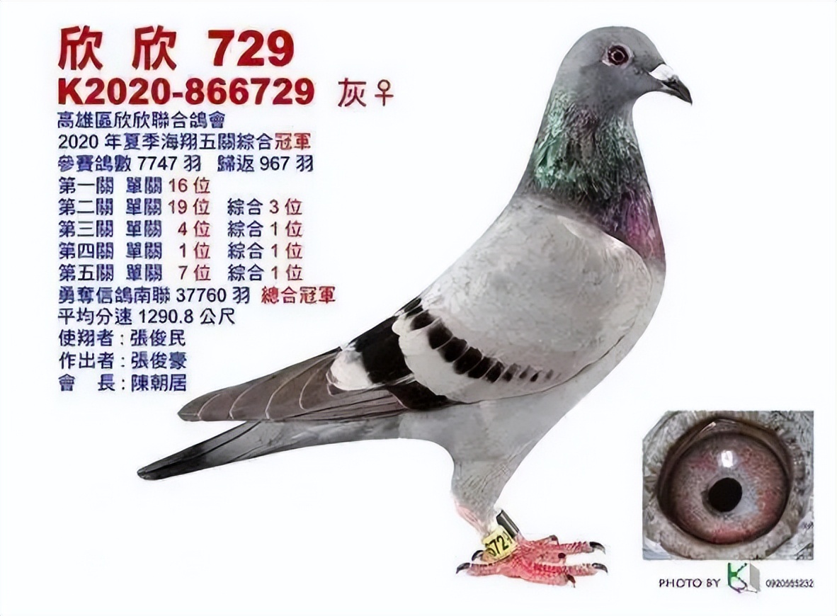 中国最贵十个鸽子品种超级名鸽图片