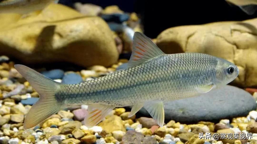 9月20日,由陕西省农业农村厅渔业渔政局,陕西省农业宣传信息中心主办