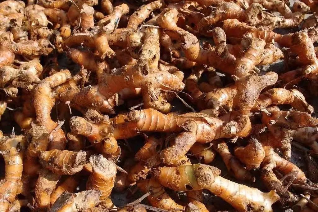 山姜的功效与作用(12种姜科的辛香料) - 行就行