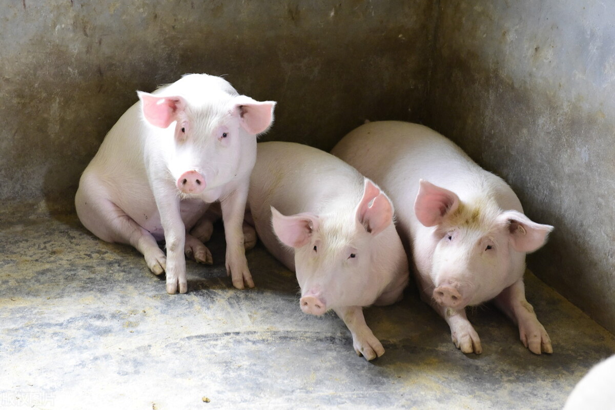 2月8日，养猪人卖猪的价格，猪价什么时候能涨？