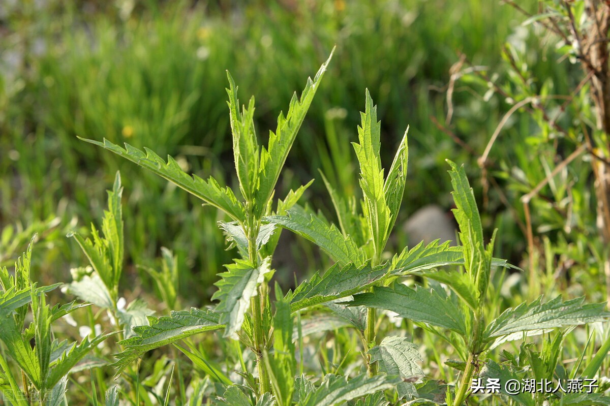 开春十大野菜图片（开春十大野菜图片高清）-第56张图片-科灵网