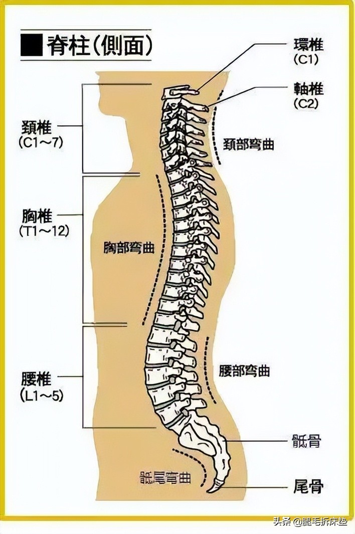 连暴两把！6款人体工学椅实测大揭秘！热销10W+的爆款竟是这样？