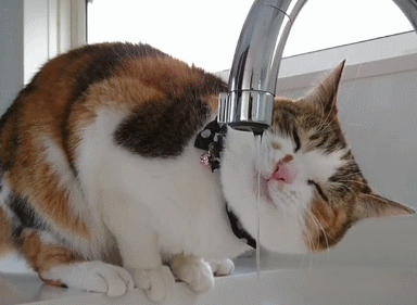 猫嘴巴臭怎么处理（猫咪口臭的5大原因和预防措施）