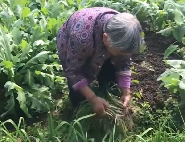 结婚20年幸福如初(海南一男子爱妻去世20年，始终对岳母关怀如初，老人种满园菜回谢)