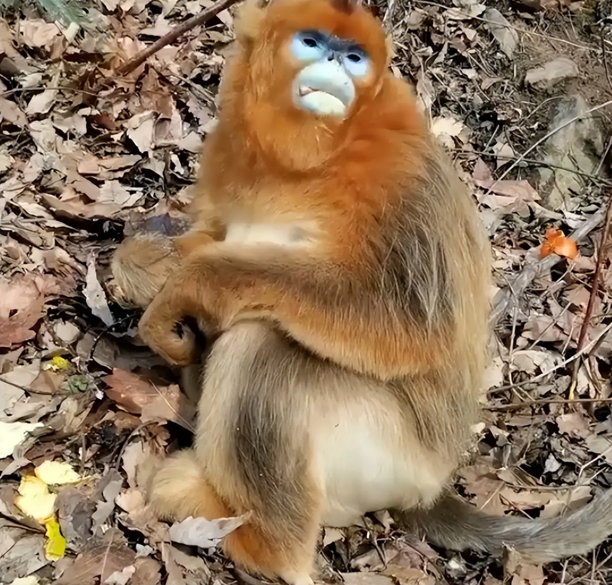 罕见"玄狐"擅闯吉林隔离点,狐狸频频现身,为何却说不是好事?