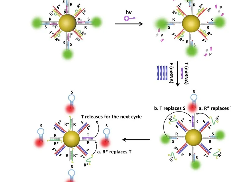 湖南大学研发新型DNA纳米机器,攻克靶标分子无法检测等难题