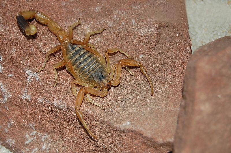 世界十大毒王第一名什么动物(十大毒王排名)-微赚云博客