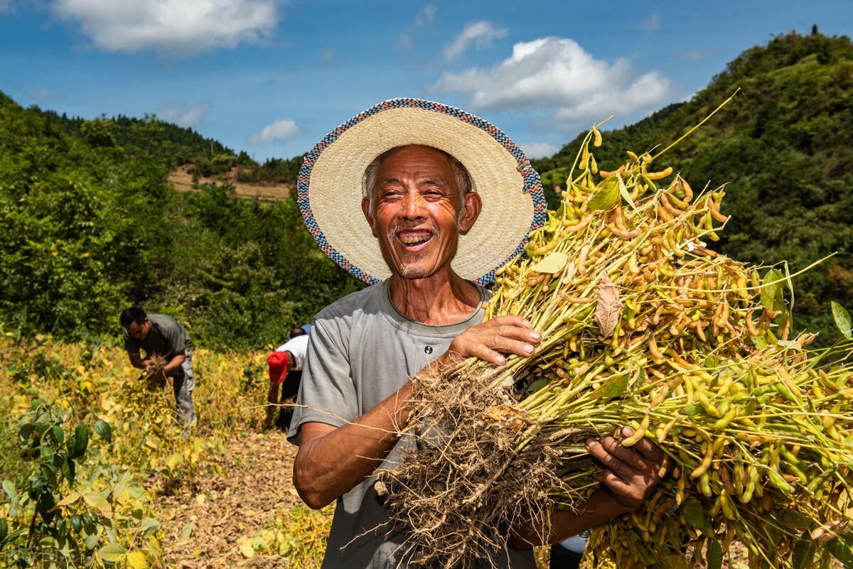 山东黄豆今日价,山东黄豆种植时间和技术