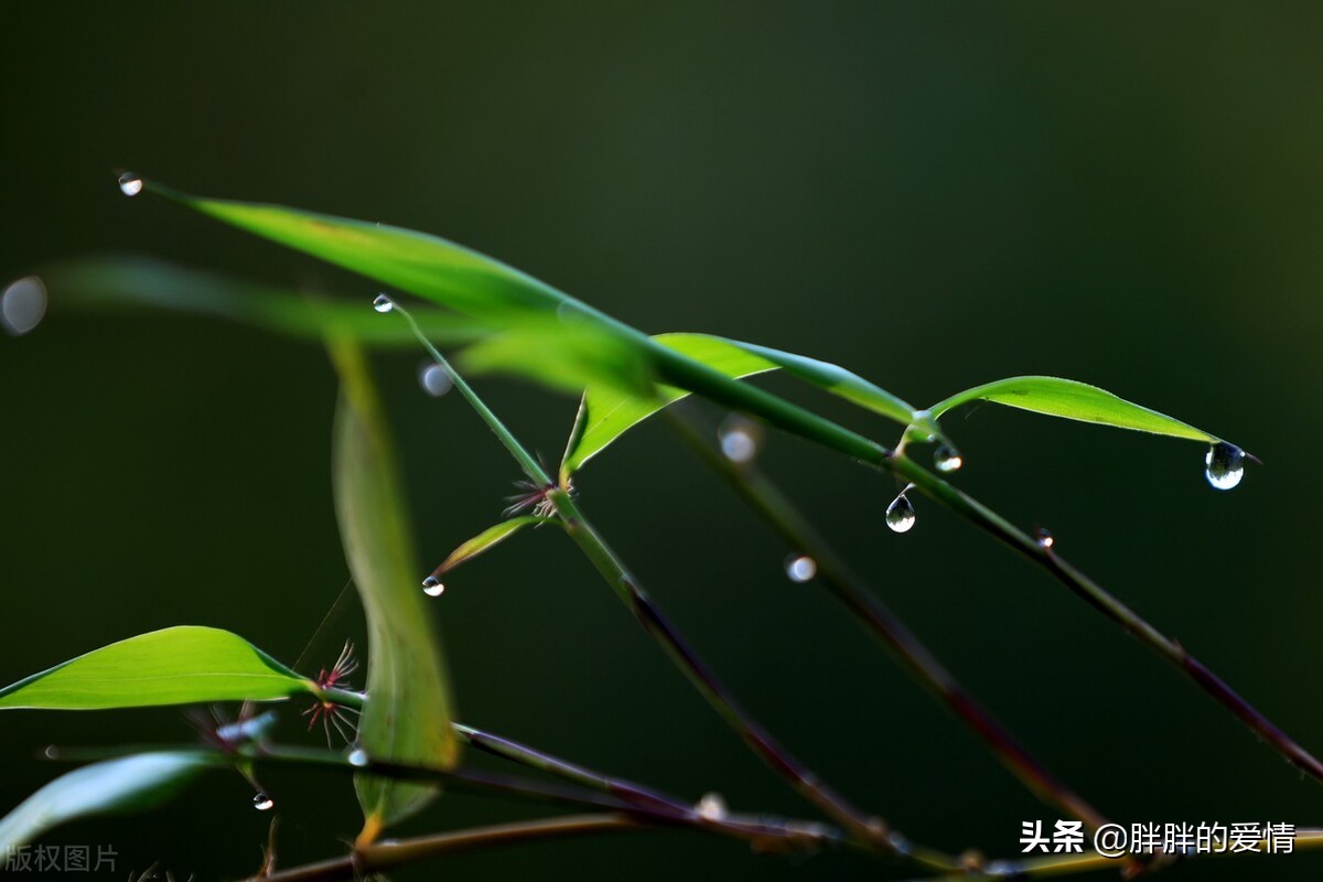 既不回头，何必不忘；既然无缘，何须誓言；人能够不完美但要追求