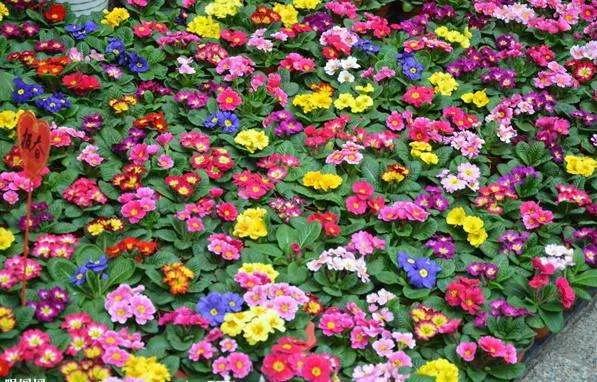 樱草花 花开有时 100 天天看点