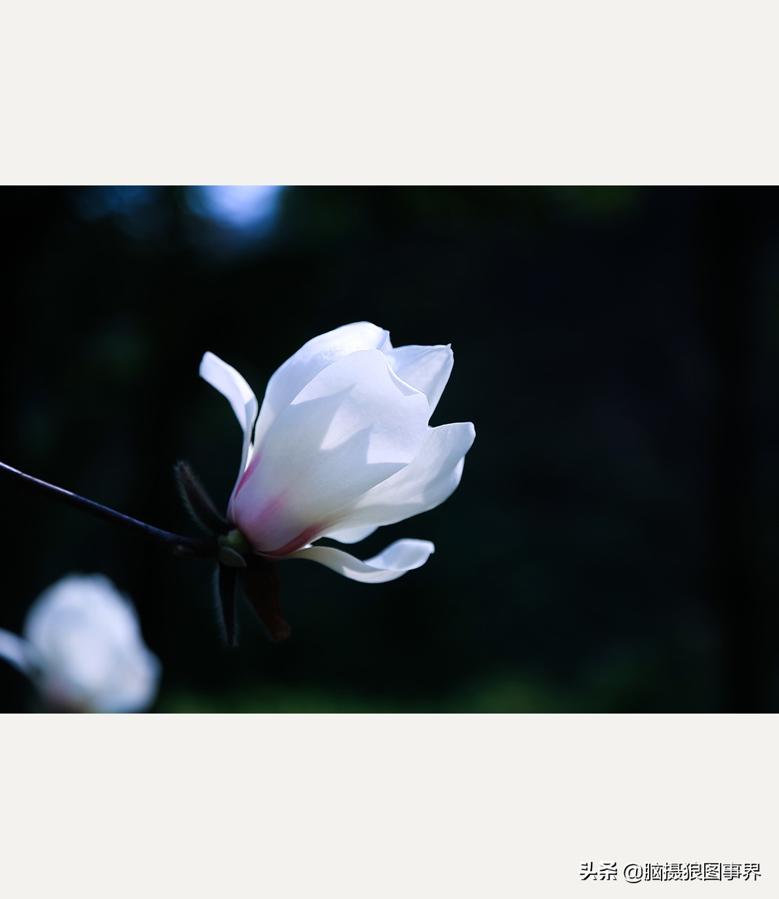 玉蘭花圖片,玉蘭花圖片大全大圖