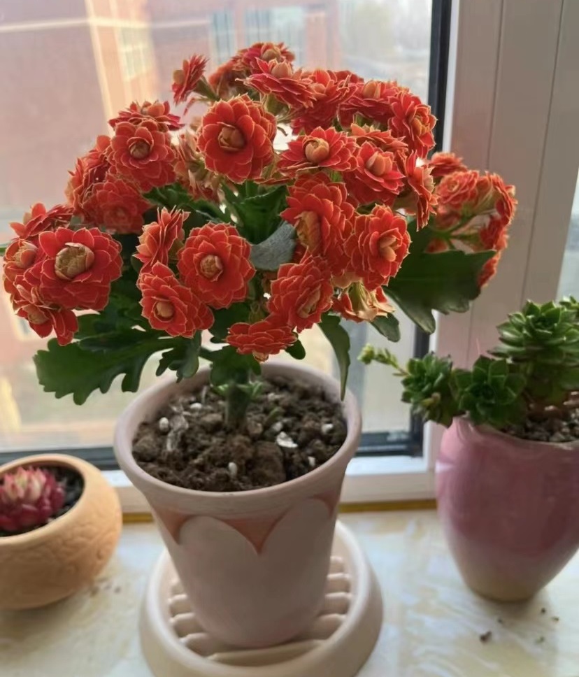 颜值最高的4种狐狸 最高贵的狐狸品种-文化号