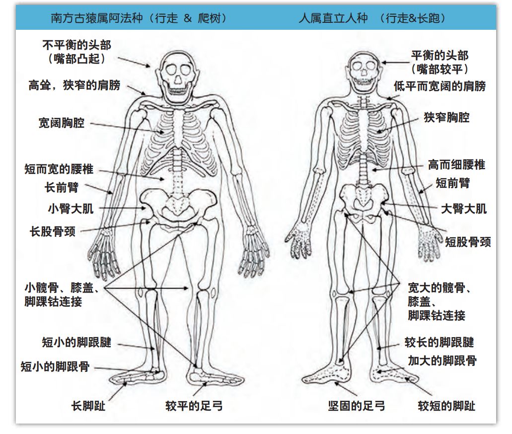 人體共有206塊骨頭,中國人卻普遍只有204塊,少的兩塊哪兒去了?