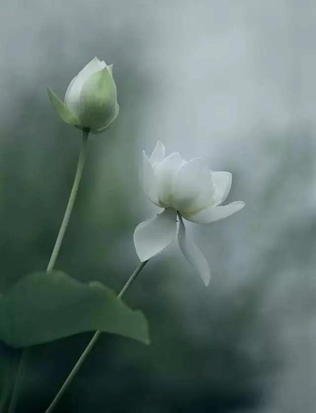 30个至简唯美禅意句子,禅意人生朋友圈签名,个性签名文案