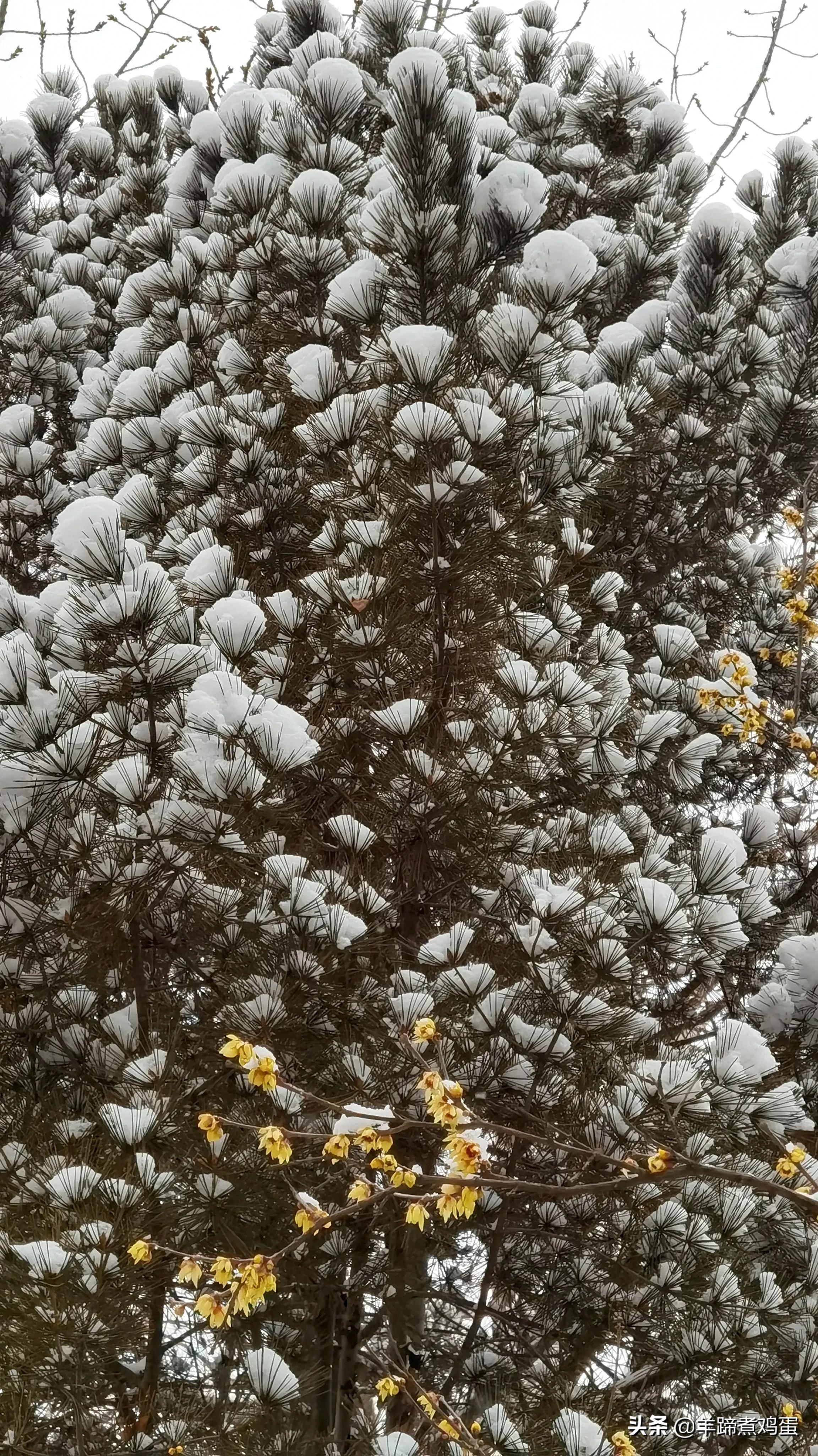 难览观园全画景雪覆腊梅一隅香——踏雪寻游北京大观园