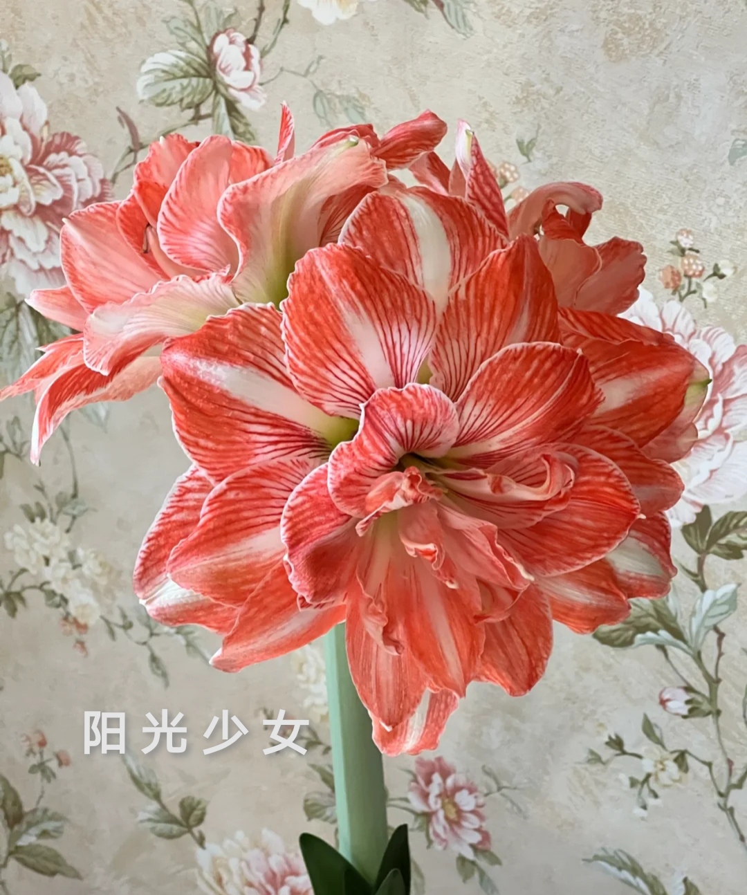 樱桃妮芙樱桃芙妮也是一款比较经典的朱顶红品种的,它的花瓣是重瓣的