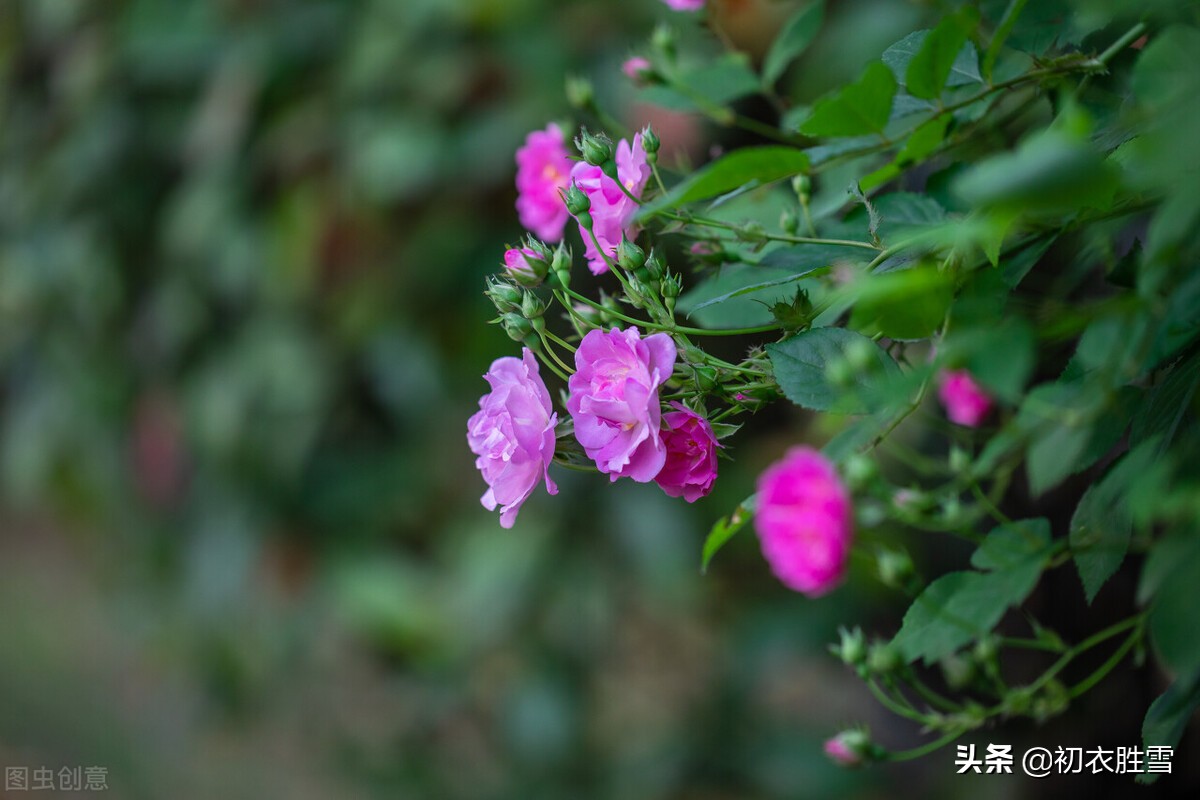 明丽晚春美诗七首：楼外青山似故人，雨余山色静无尘