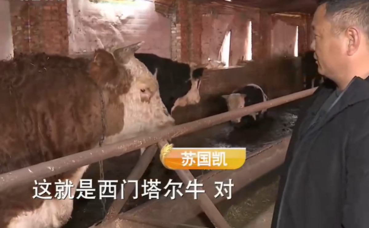 2013年，大哥用10万块创业养公牛，靠着317口大缸，年入2600万